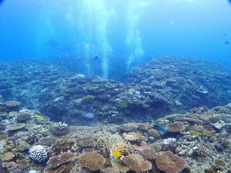 10月12日海が荒れる前にダイビング_c0070933_21414081.jpg