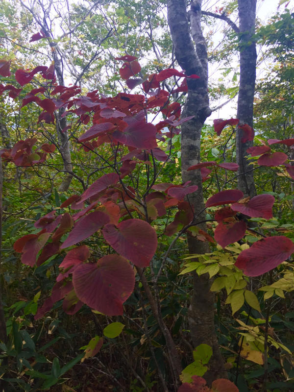 c0225536_05315286.jpg