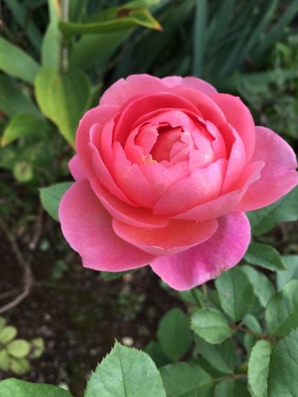 ボスコベル咲いたけど My Small Garden Sugar Plum ボスコベル咲いたけど My Small Garden Sugar Plum