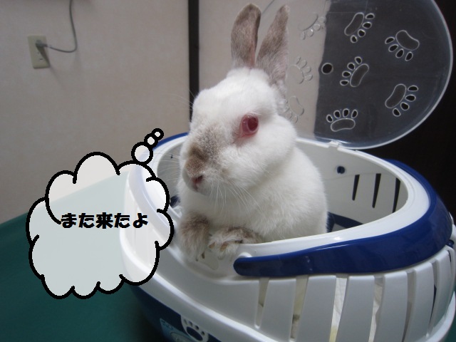 【可愛いウサギさん】_b0059154_115420100.jpg