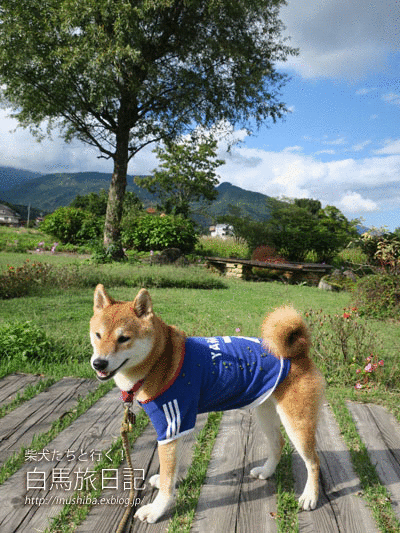 a0286855_6325849.gif