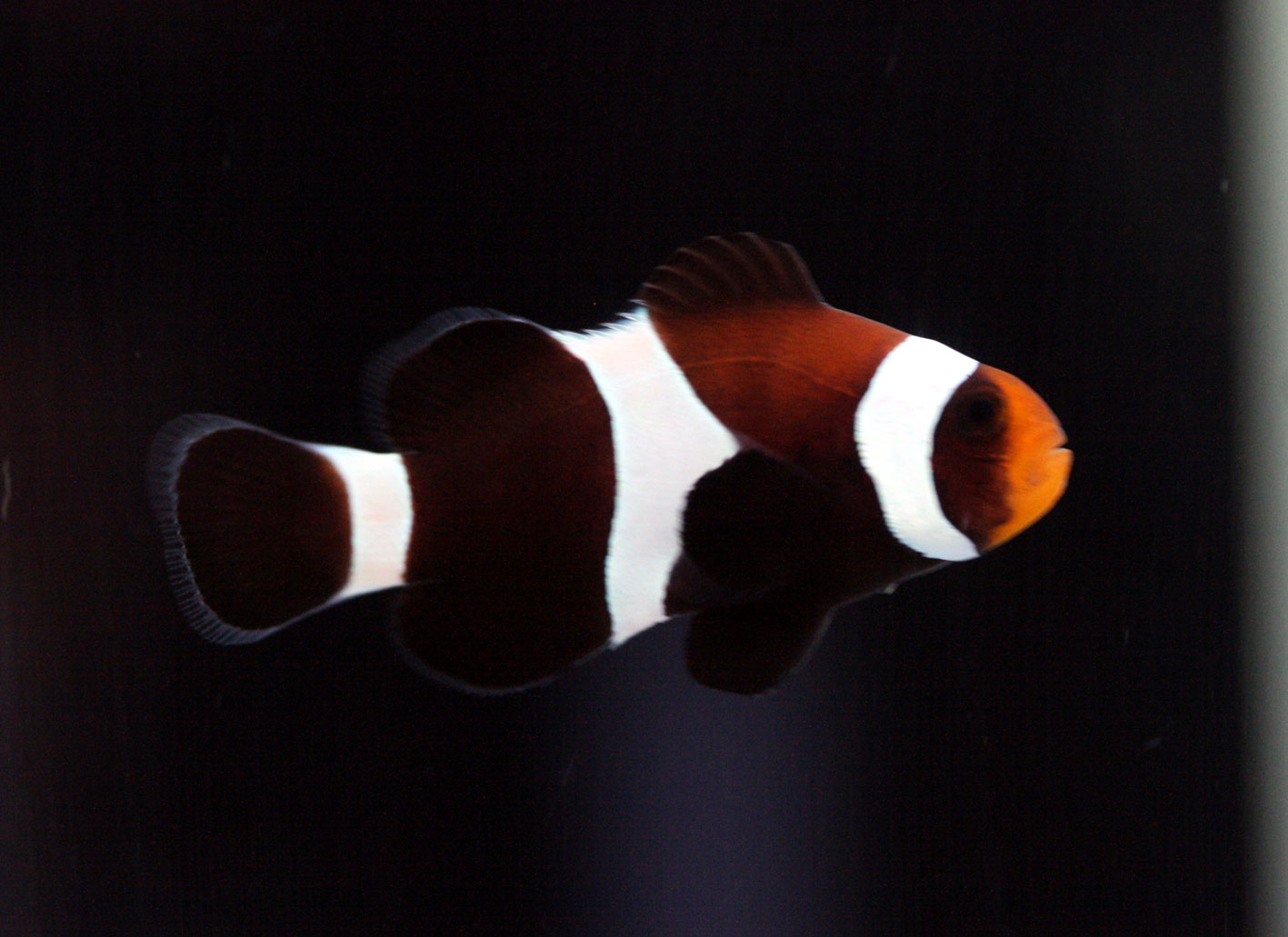 オセラリスとクラウンフィッシュとアネモネフィッシュ ビーボックスアクアリウム 海水魚 サンゴ情報 オセラリスとクラウンフィッシュとアネモネフィッシュ ビーボックスアクアリウム 海水魚 サンゴ情報