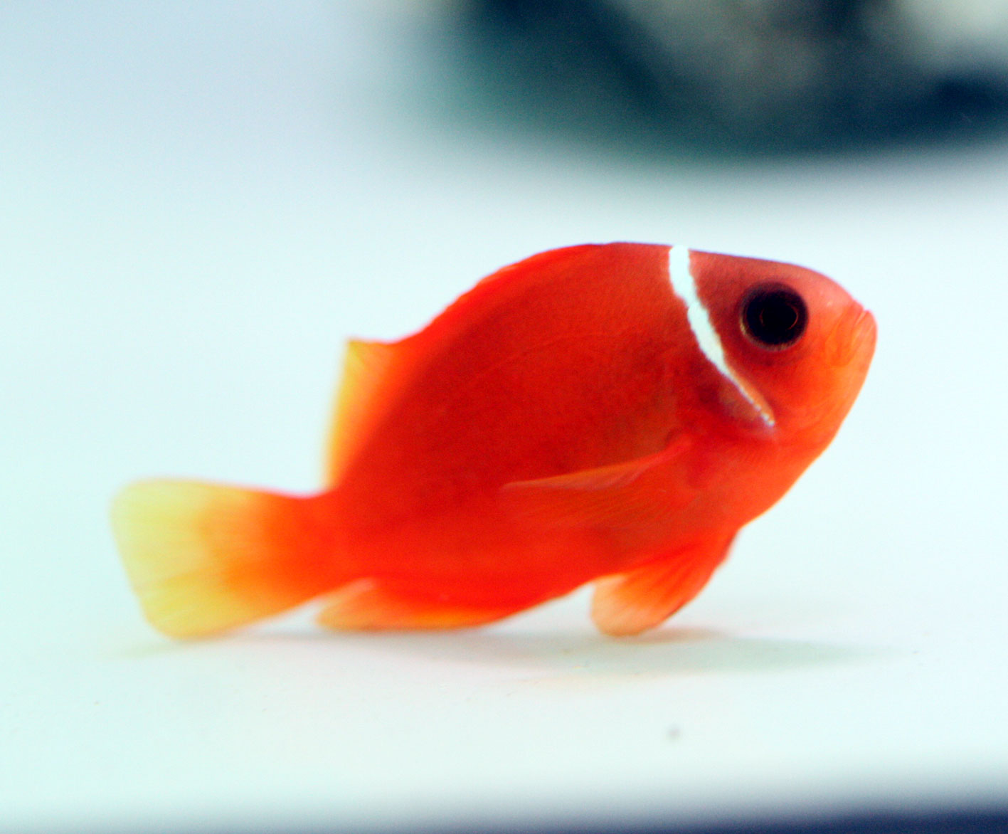 オセラリスとクラウンフィッシュとアネモネフィッシュ ビーボックスアクアリウム 海水魚 サンゴ情報 オセラリスとクラウンフィッシュとアネモネフィッシュ ビーボックスアクアリウム 海水魚 サンゴ情報