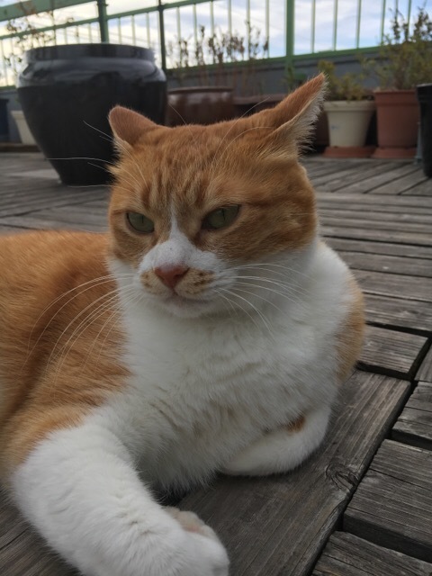 小さな感動_f0363168_09004205.jpeg