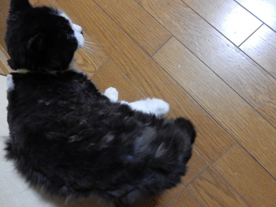 号外 桃江さん_e0355177_20571944.jpg