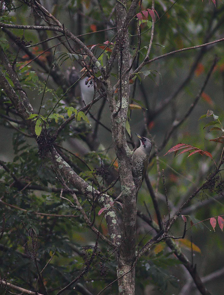 ２０１６年１０月　　野鳥_c0176183_14501155.jpg