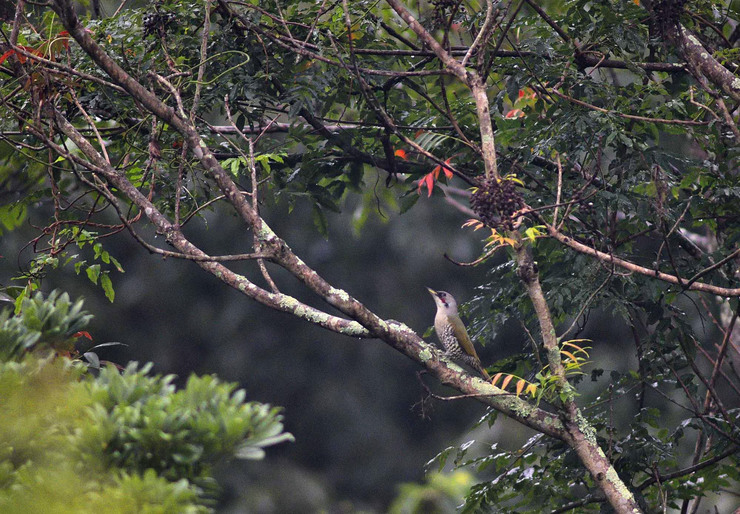 ２０１６年１０月　　野鳥_c0176183_14503248.jpg