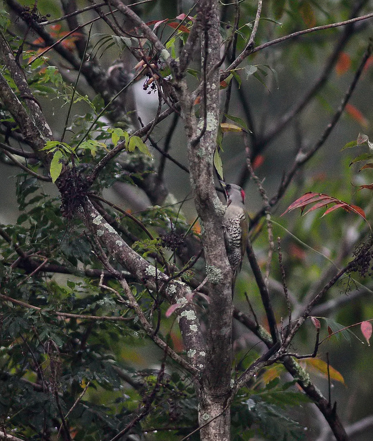 ２０１６年１０月　　野鳥_c0176183_14511523.jpg