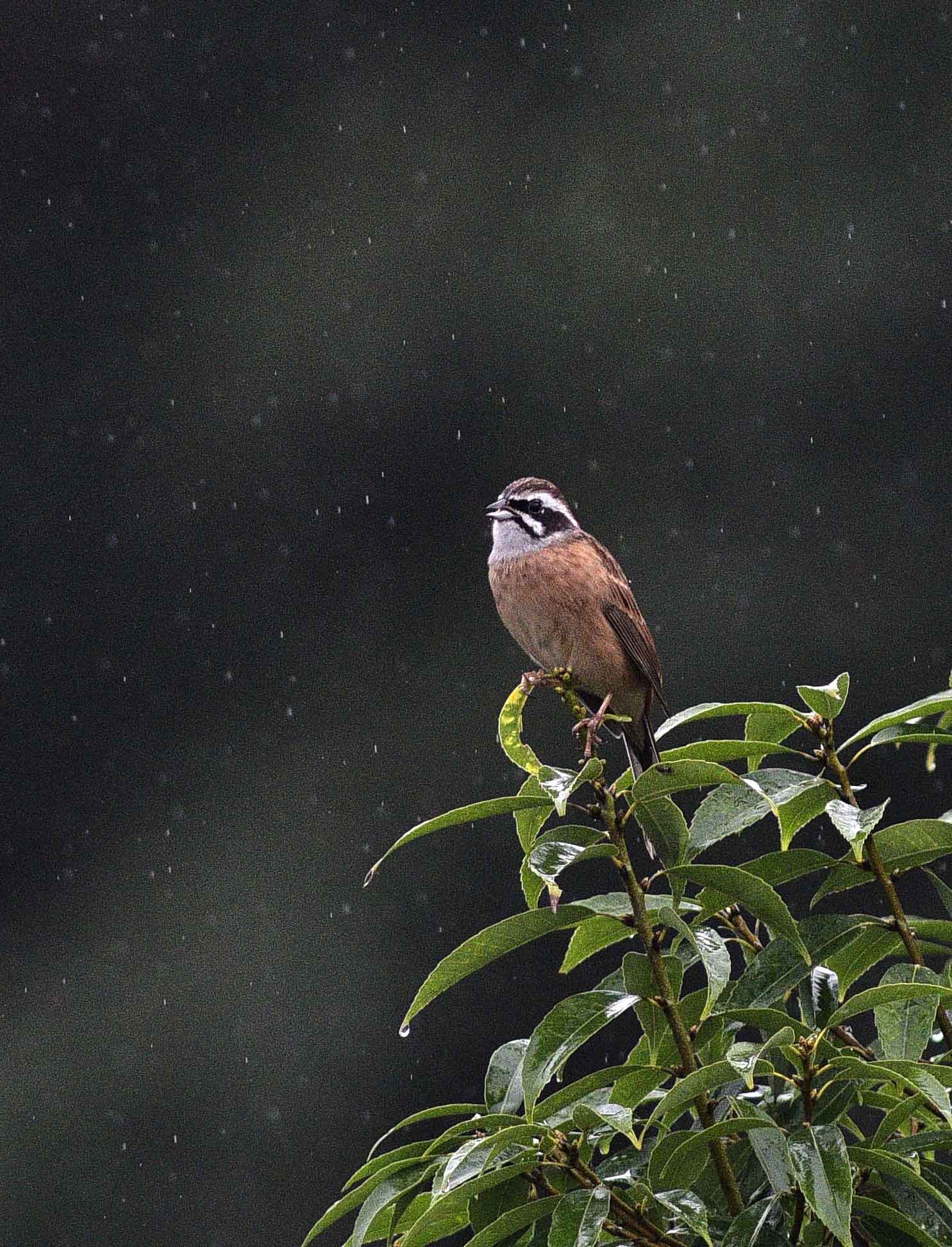 ２０１６年１０月　　野鳥_c0176183_14542365.jpg