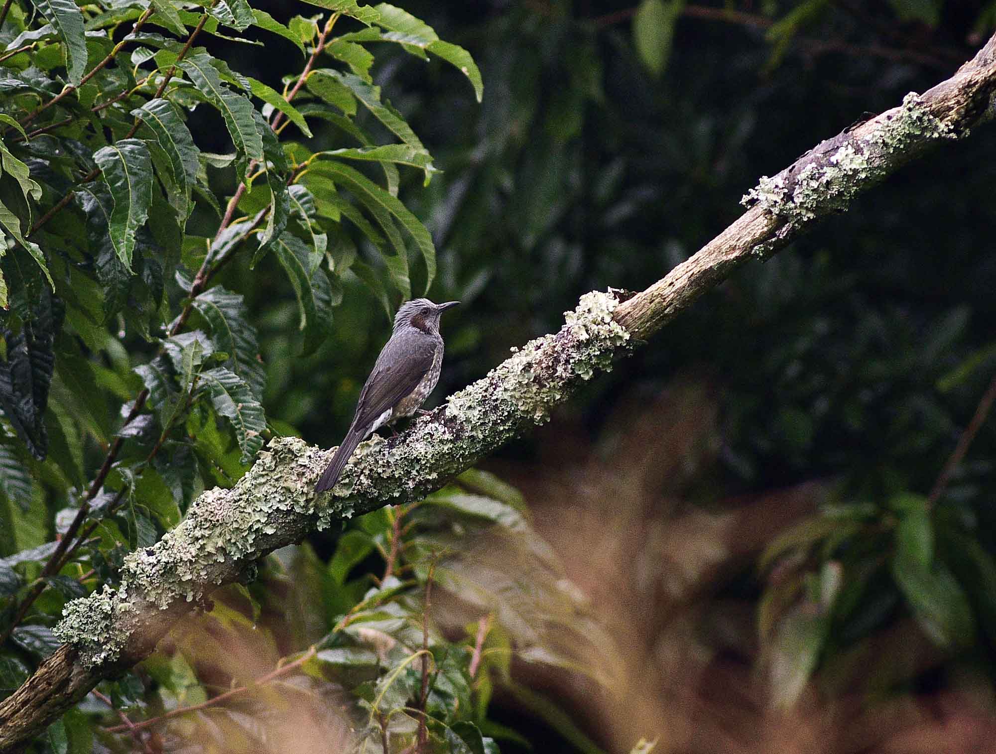 ２０１６年１０月　　野鳥_c0176183_1457319.jpg