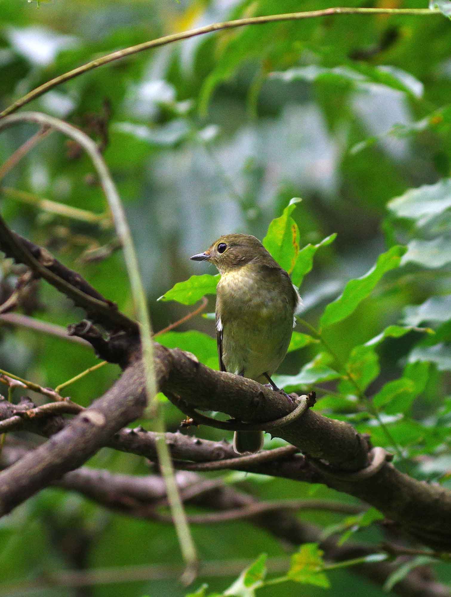 ２０１６年１０月　　野鳥_c0176183_15174194.jpg