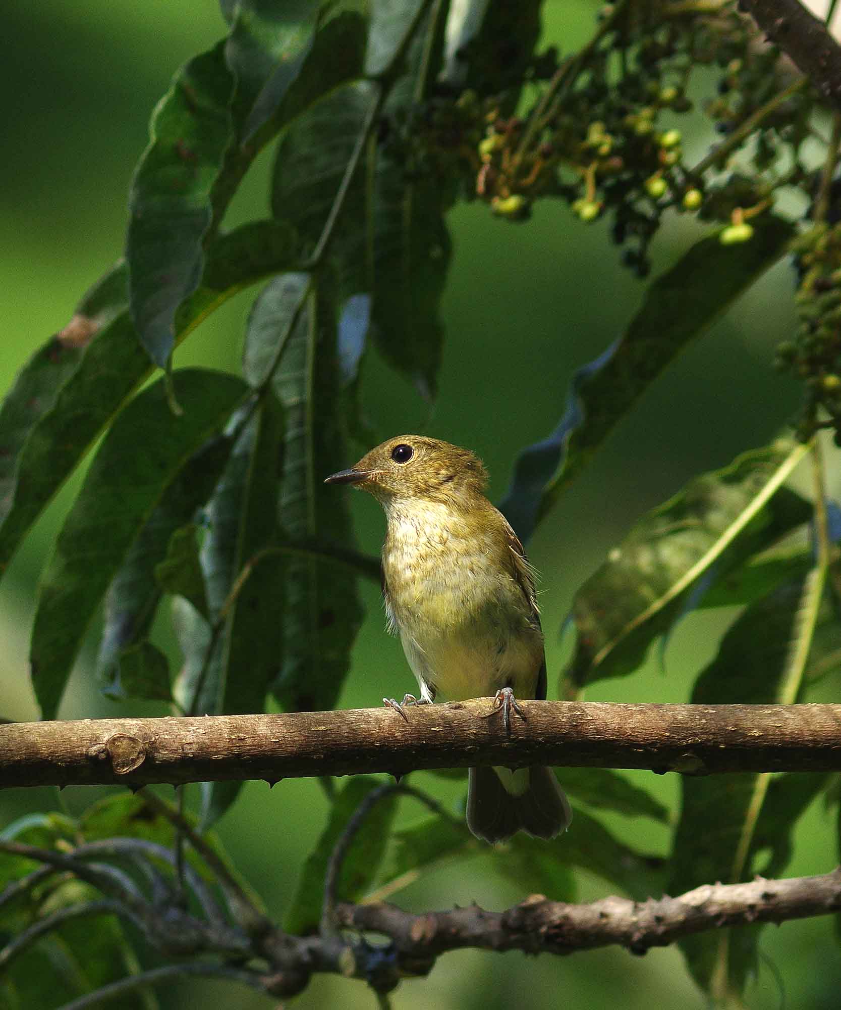 ２０１６年１０月　　野鳥_c0176183_15182095.jpg