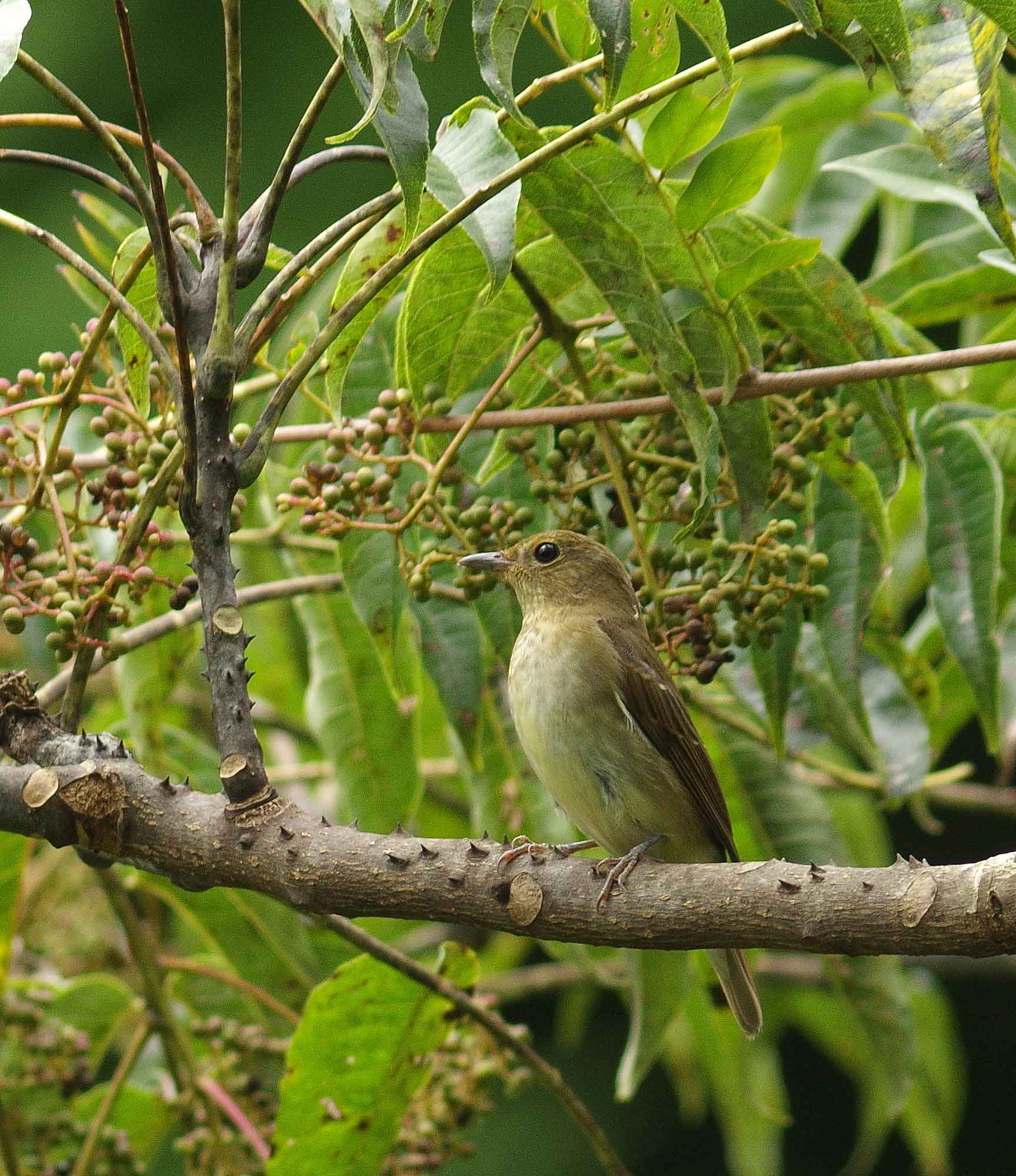 ２０１６年１０月　　野鳥_c0176183_15353075.jpg