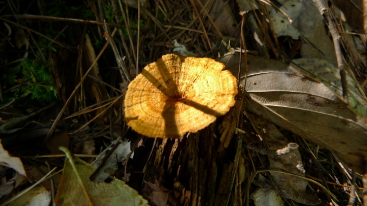 c0212083_18425831.jpg