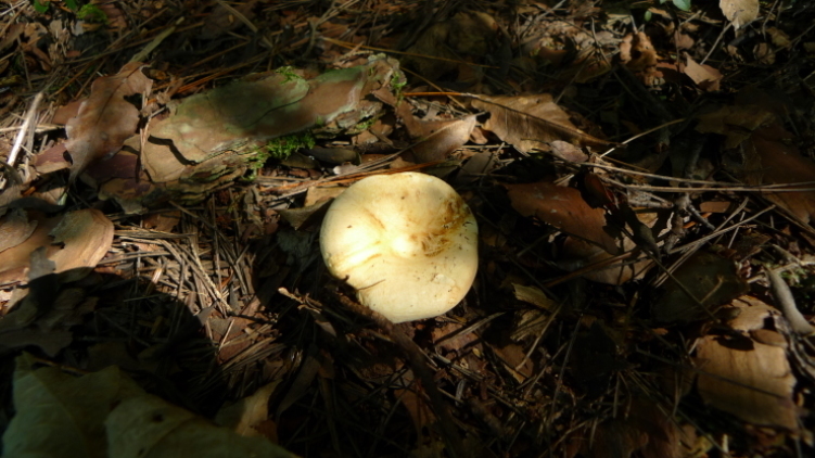 c0212083_18454559.jpg