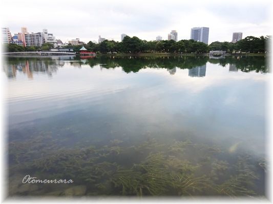 朝散歩　10.12　　水面の風景Ⅰ_a0287486_1016653.jpg