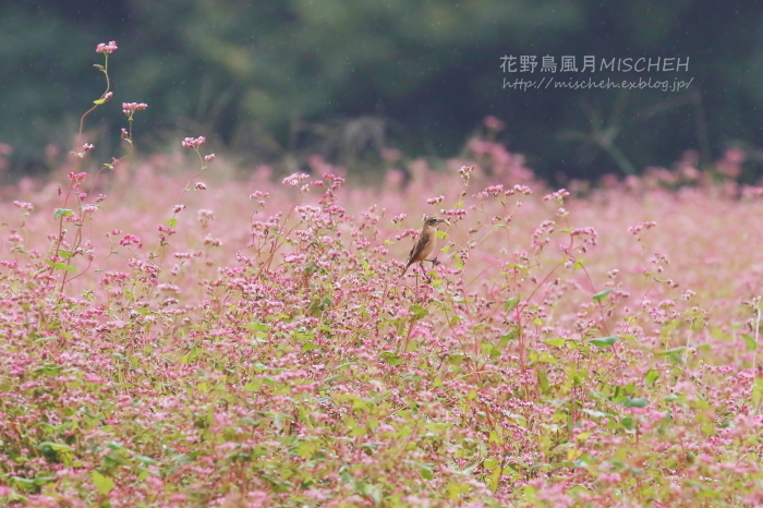 ソバノビ（ソバの花とノビタキ）_a0323488_01204059.jpg