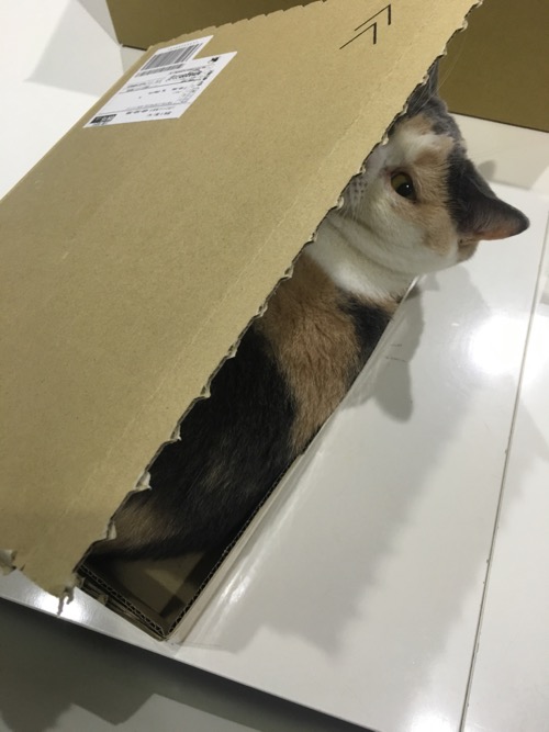 クリキャリ in the BOX_c0108595_2115688.jpg