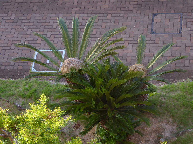 朝の空・蘇鉄・酔芙蓉・カイツブリ・ダイサギ？・MAERSK　KARACHI_d0261298_06405105.jpg