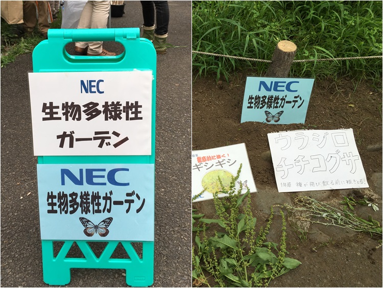芝公園・10月の 生物多様性ガーデンへ _c0124100_11242971.jpg