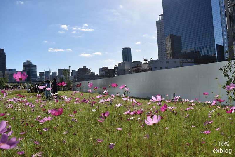 ビルにコスモス ~うめきたガーデン②_d0064000_02083770.jpg