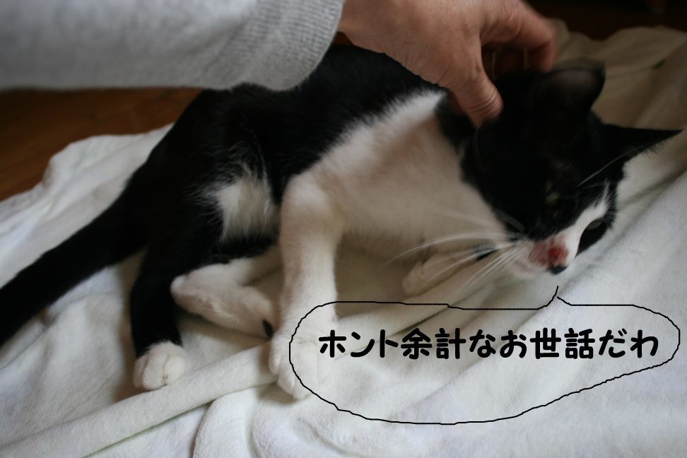 なるとです~_f0242002_23061501.jpg