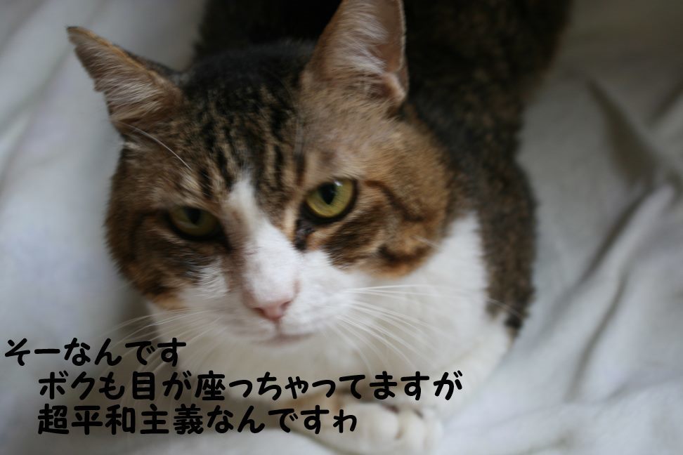 なるとです~_f0242002_23072361.jpg