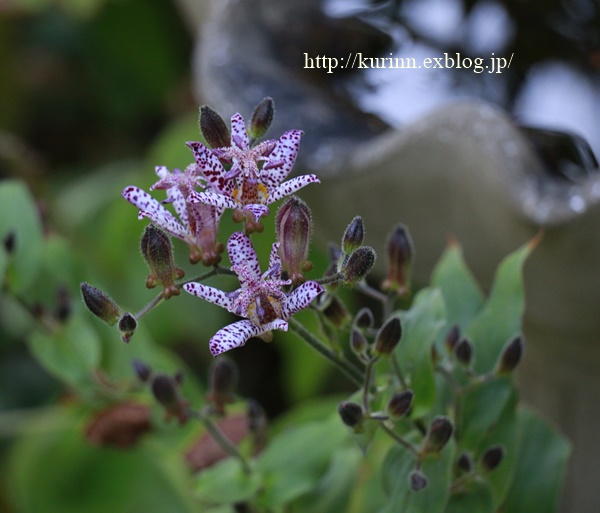 ホトトギス＆秋明菊　最後の芝刈になるかな？_a0123003_19392854.jpg