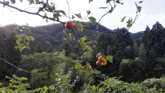 d0093903_07274671.jpg