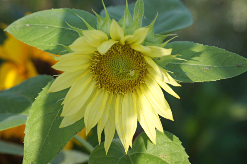 e0039703_0175168.jpg
