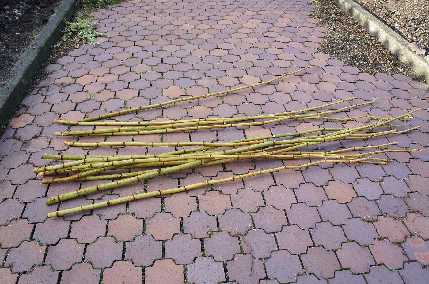 a0248508_8591751.jpg