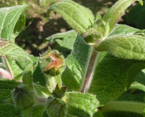 b0181818_21471577.jpg
