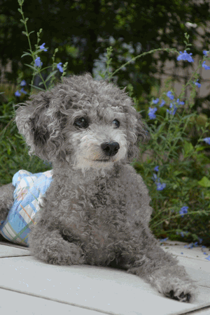 c0136736_18593321.gif