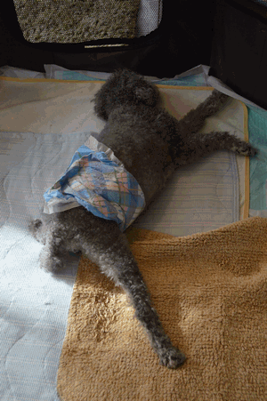 c0136736_18594787.gif