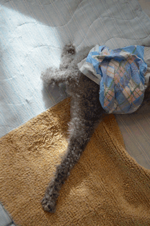 c0136736_19000542.gif