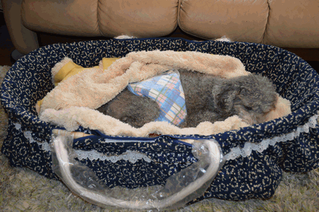 c0136736_19001708.gif