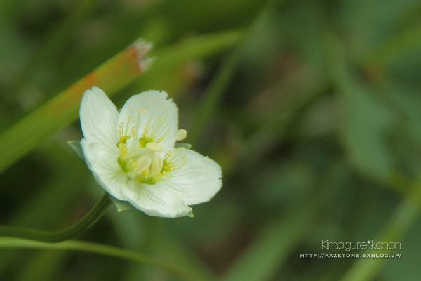 秋の花に導かれて④**命の宴_b0197639_19363119.jpg