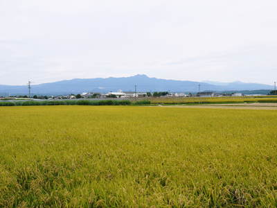 砂田米 七城町『砂田のれんげ米』の稲刈り2016 平成28年度の新米予約受付は明日12時スタートです!! _a0254656_1902559.jpg