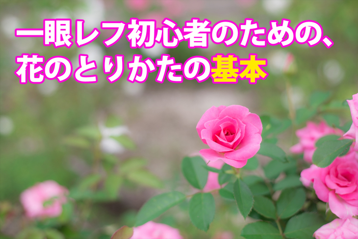 一眼レフ初心者のための花の撮りかたの基本 田舎暮らしの写真家kenzo
