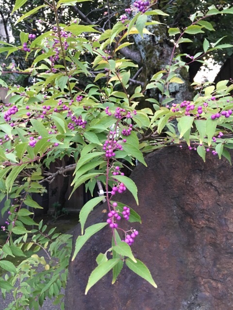 西陣散歩 紫式部のお墓_f0363168_20401640.jpeg