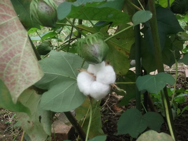 ふわふわ〜(綿花の収穫)_f0334882_15570197.jpg