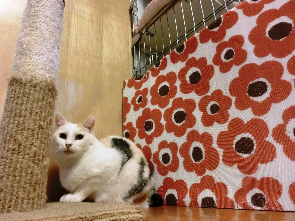 ねこべやのひとたち ネコトバイク2 日本独走 ねこべやのひとたち ネコトバイク2 日本独走