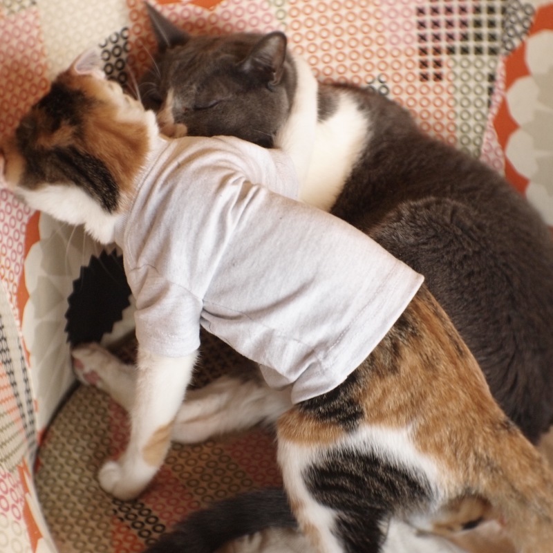 猫用Tシャツ、できました。_c0334395_12132547.jpg