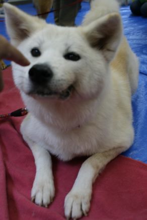 あっきぃ医療費のご協力をお願い致します(秋桐)_f0242002_20483450.jpg
