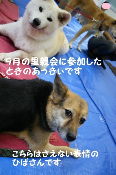 あっきぃ医療費のご協力をお願い致します(秋桐)_f0242002_20484324.jpg
