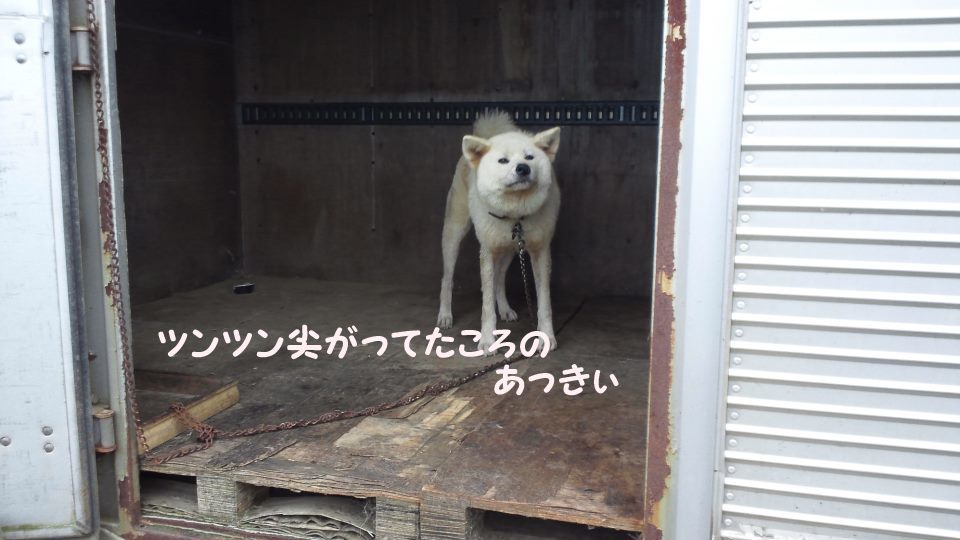 あっきぃ医療費のご協力をお願い致します(秋桐)_f0242002_20511508.jpg