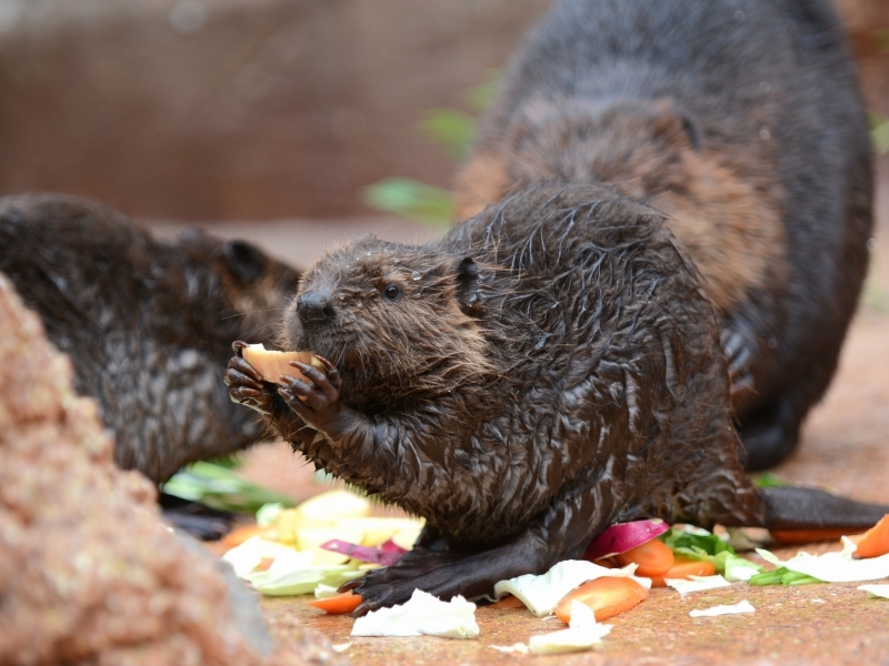 ビーバー達 : bonsoir