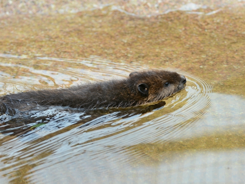 ビーバー達 : bonsoir