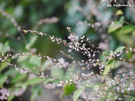 繊細な初秋を彩る水引の花 花が教えてくれたこと