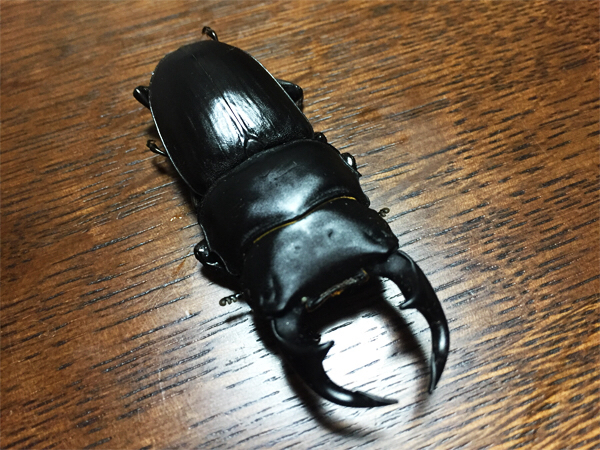 オオクワガタ灯火採集個体 60.0mmオーバー中歯♂ : Kuwashinブログ オオクワガタ灯火採集個体 60.0mmオーバー中歯♂ : Kuwashinブログ